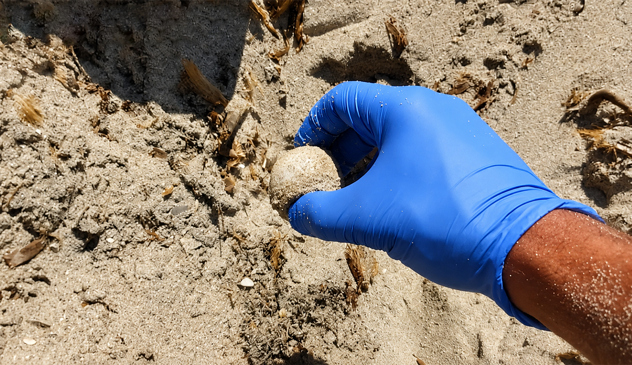 Tunisie : premier nid de tortue caouanne découvert en 2026 aux îles Kuriat