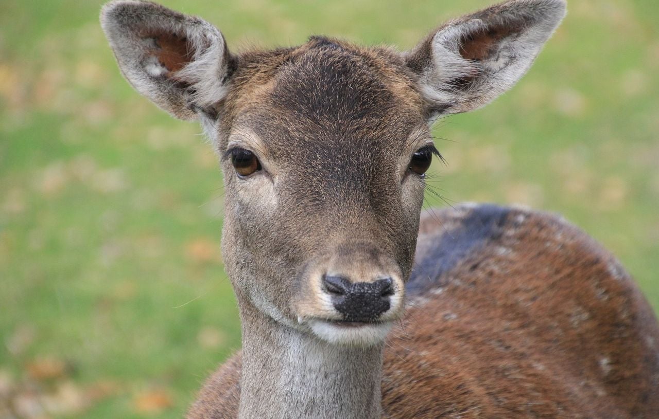 Un animal traverse la route et faillit faire chuter le peloton au Tour de Hongrie.
