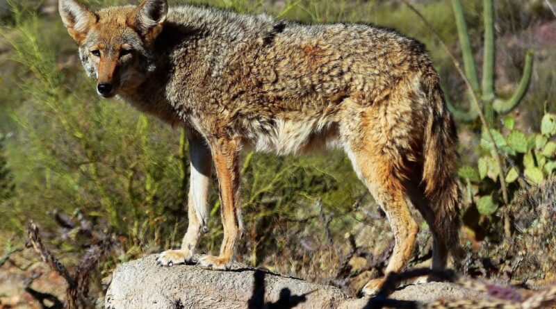 Un coyote a nagé plus de 3 km vers l'île d'Alcatraz.