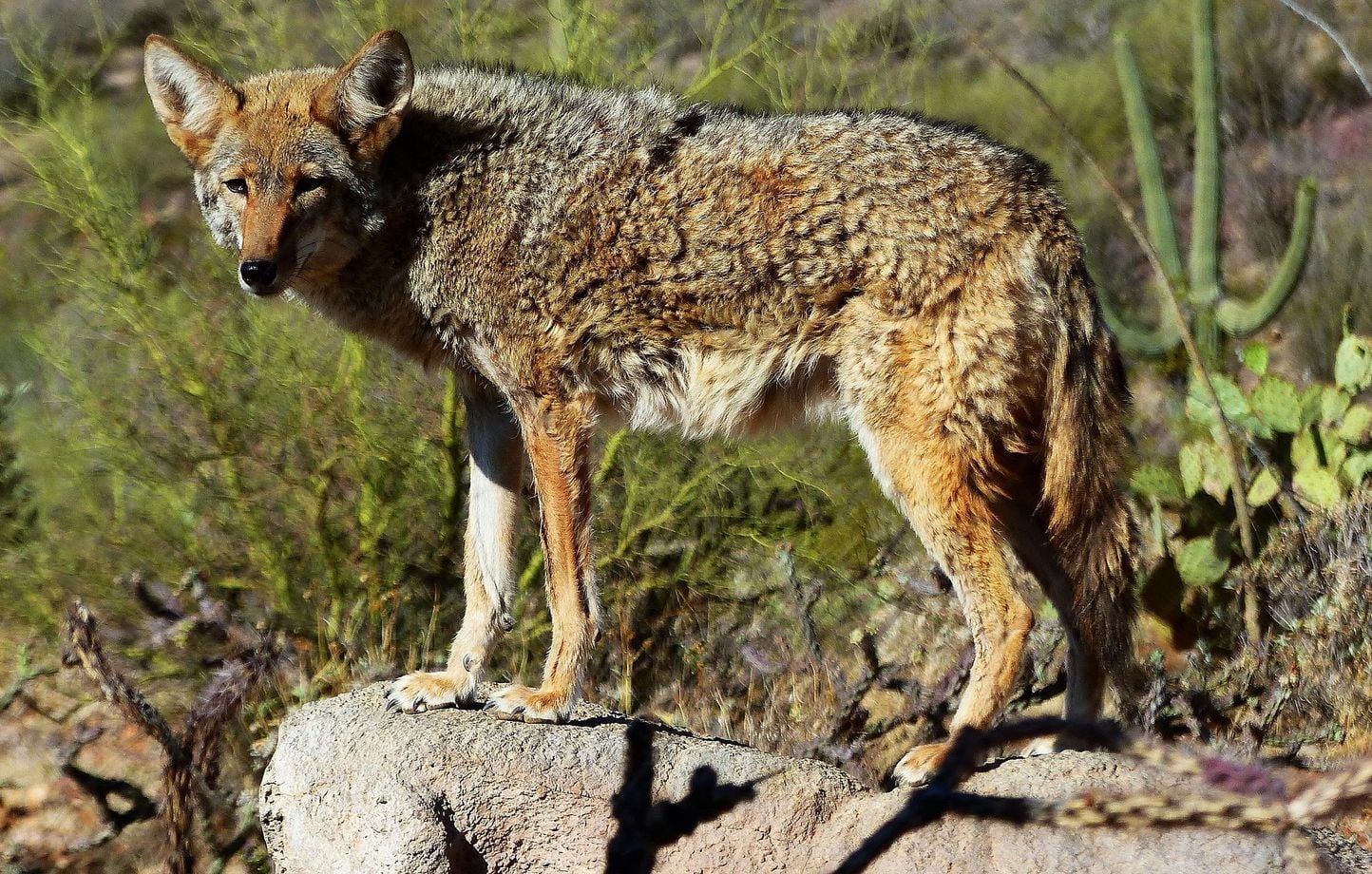 Un coyote a nagé plus de 3 km vers l'île d'Alcatraz.