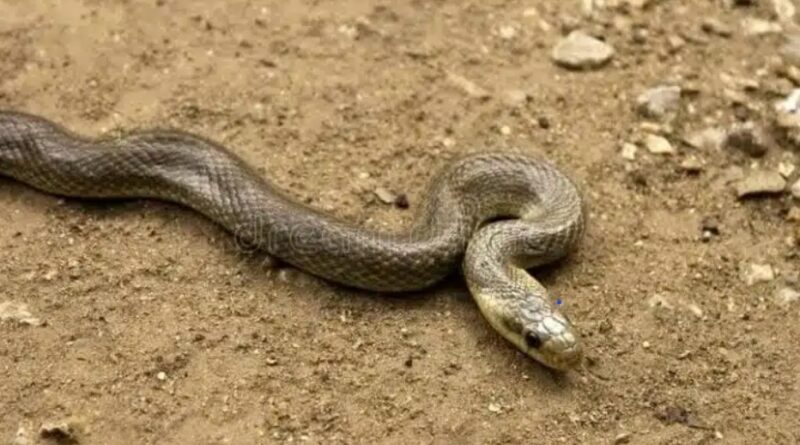 Un expert alerte sur l'augmentation des serpents.