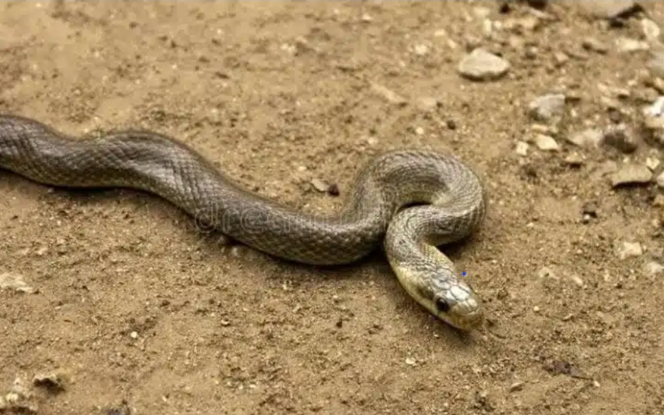 Un expert alerte sur l'augmentation des serpents.