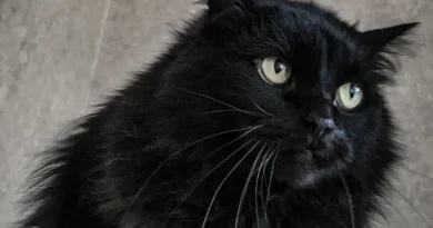 Un nouveau traitement rénal pourrait-il permettre aux chats de vivre 30 ans ?