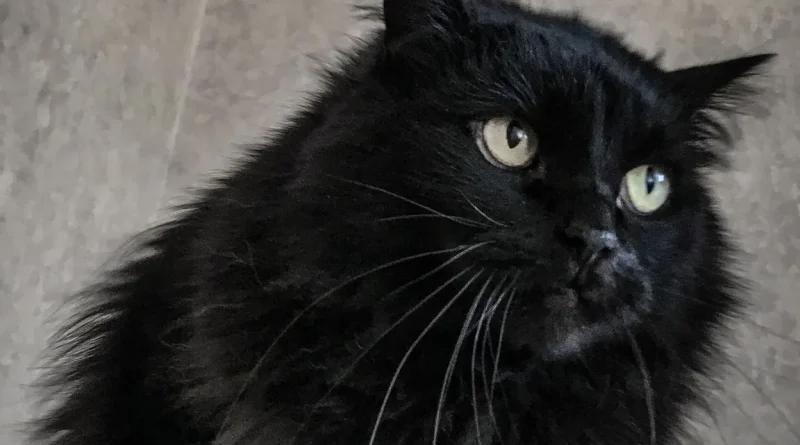 Un nouveau traitement rénal pourrait-il permettre aux chats de vivre 30 ans ?