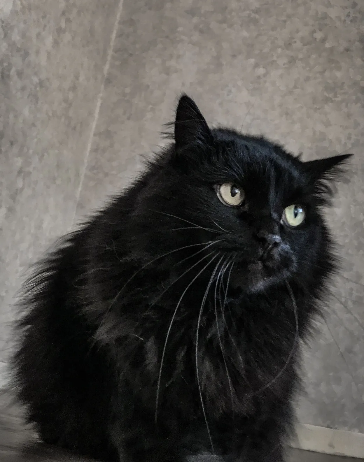 Un nouveau traitement rénal pourrait-il permettre aux chats de vivre 30 ans ?