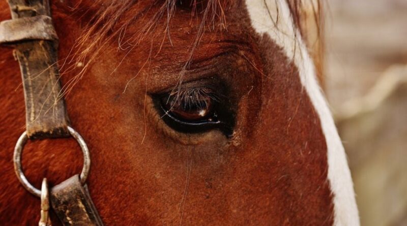 «Â Jâen tremble encoreÂ Â»Â : un cheval de calèche s’effondre et meurt à New York