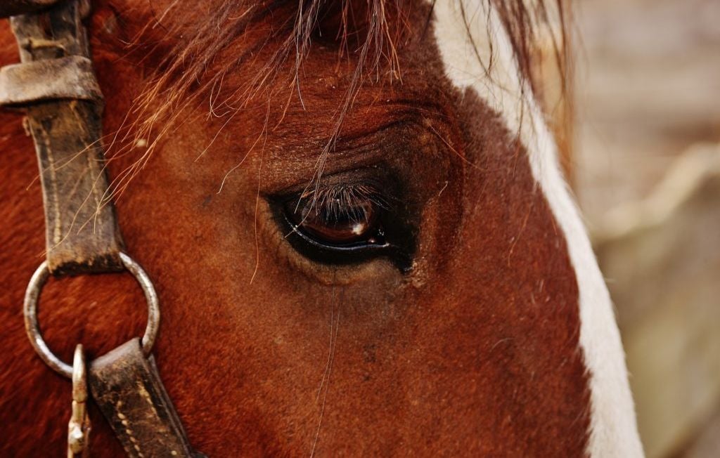 «Â Jâen tremble encore » : un cheval de calèche s’effondre et meurt à New York