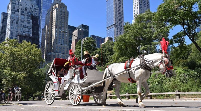 Accident de calèche à Central Park : un jeune homme meurt.