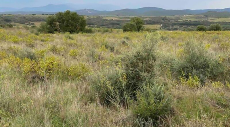 Agriculture : Les cultures ancestrales tunisiennes ne sont-elles pas menacées ?