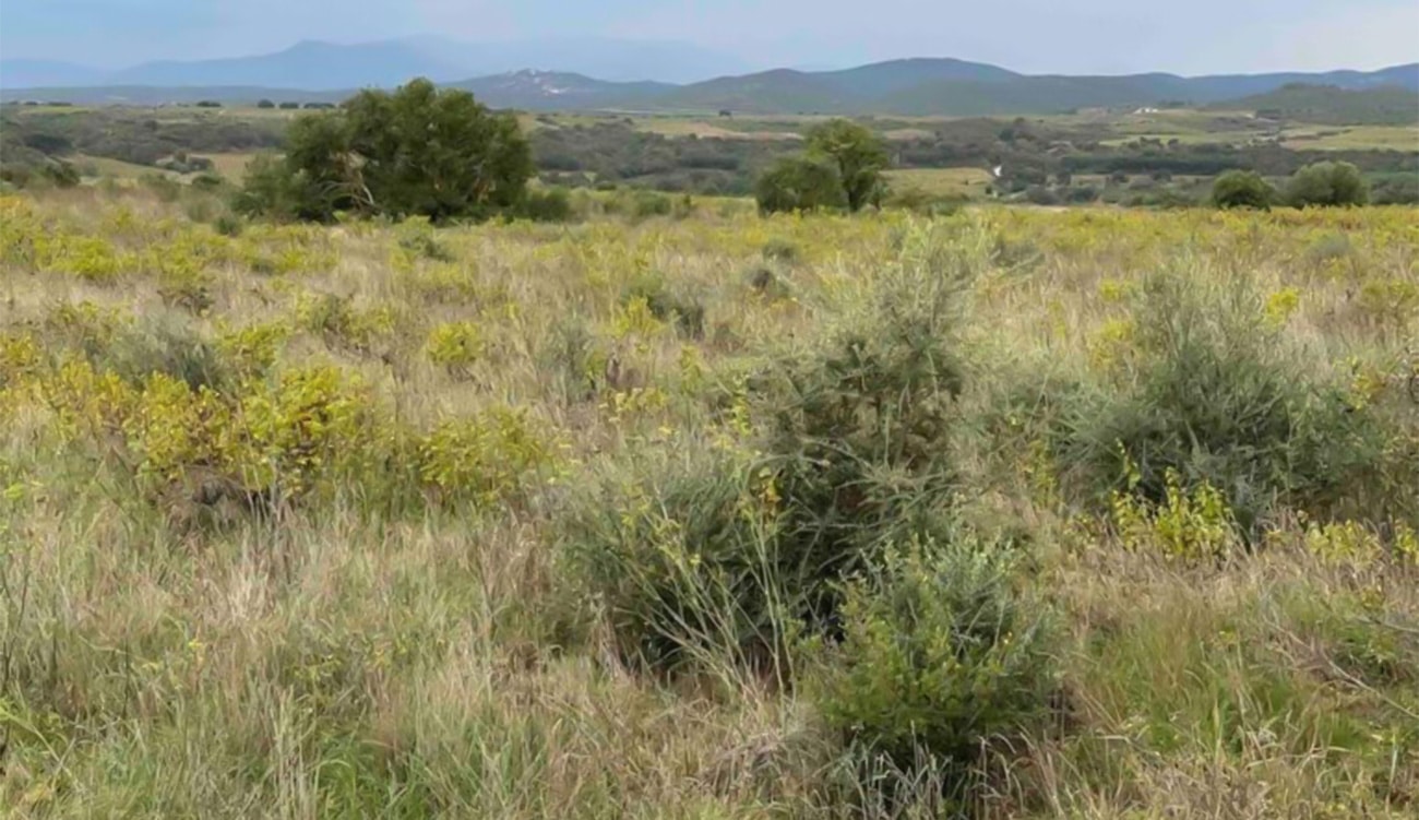 Agriculture : Les cultures ancestrales tunisiennes ne sont-elles pas menacées ?