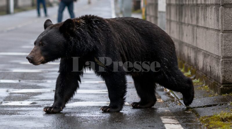 Alerte à l'ours au Japon : 94 écoles fermées à Utsunomiya
