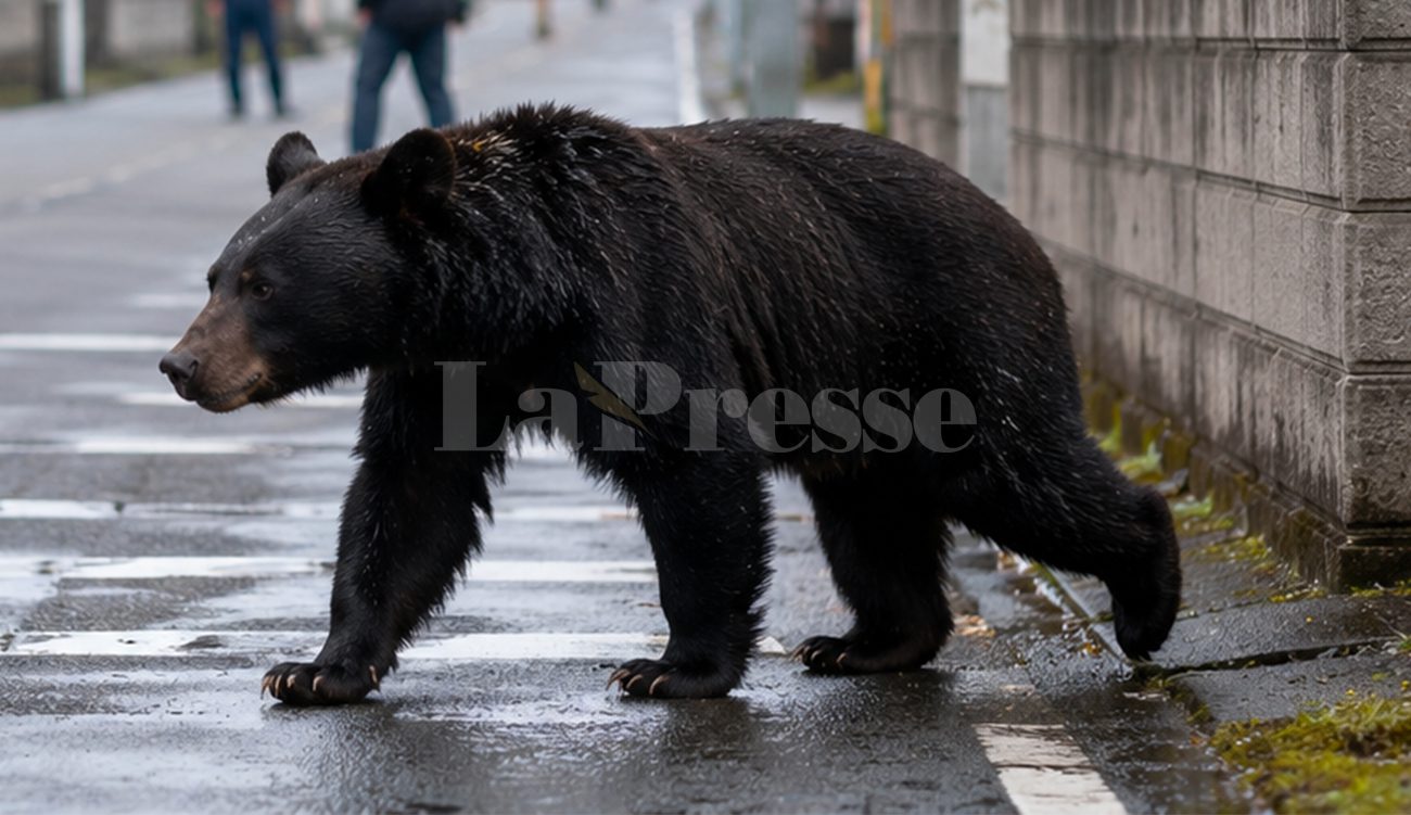 Alerte à l'ours au Japon : 94 écoles fermées à Utsunomiya