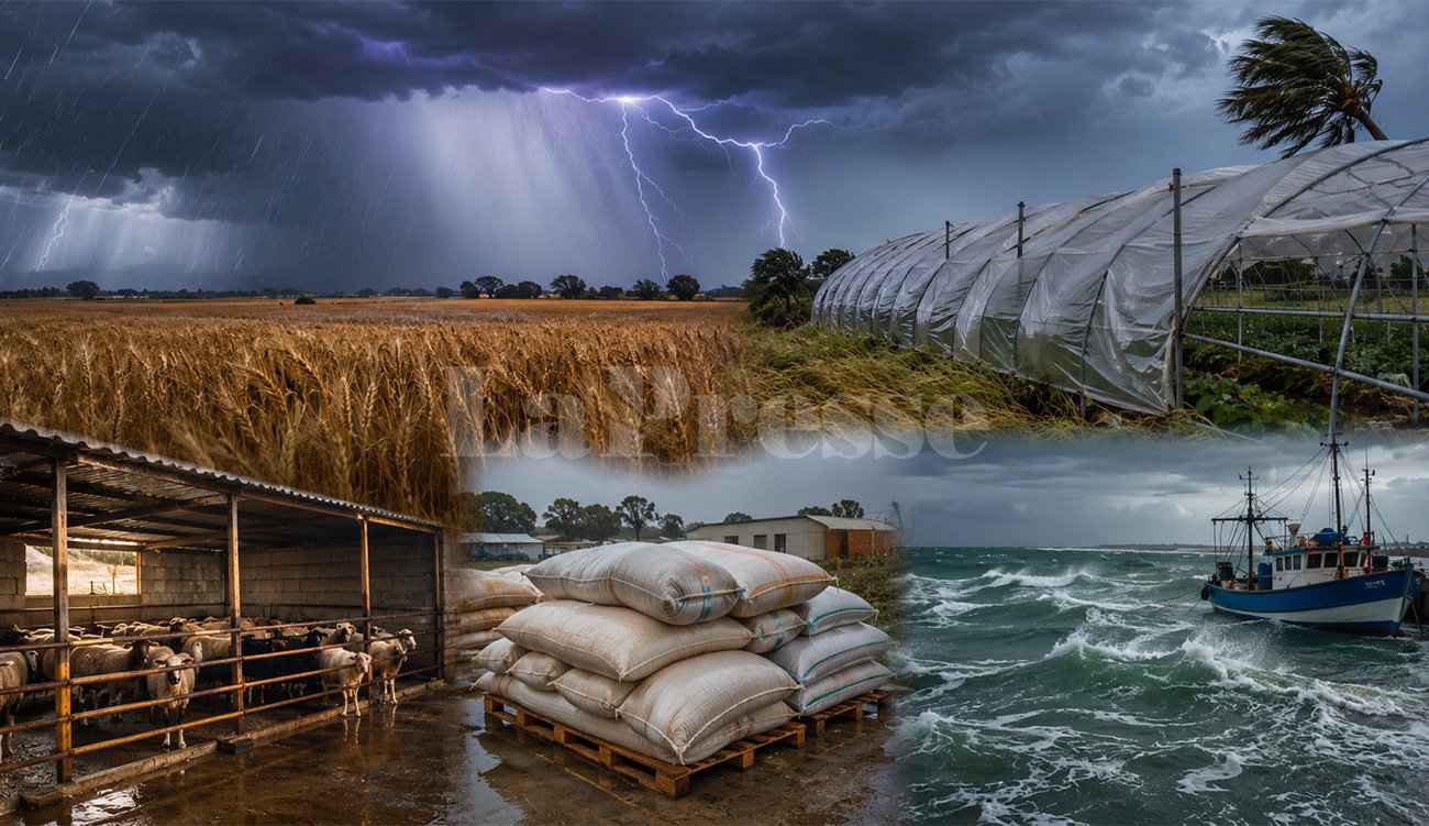 Alerte aux orages violents : consignes du ministère de l'Agriculture.