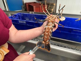 Au Croisic, la baisse des stocks de homards expliquée : « À l'époque, on en ramenait une centaine »