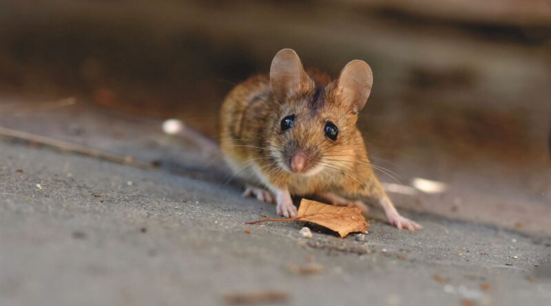 Australie : Des millions de souris envahissent le pays, dégâts colossaux.