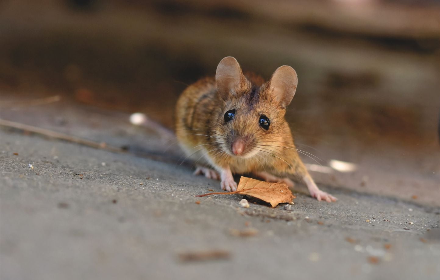 Australie : Des millions de souris envahissent le pays, dégâts colossaux.