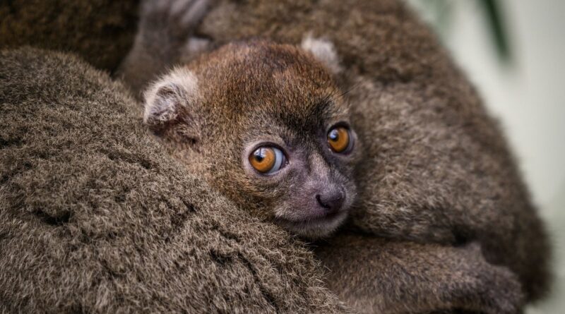 Besançon : Naissance rare d’un lémurien bambou, espèce menacée