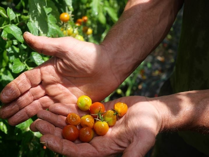 Ces tomates-cerises ont été littéralement grillées par le soleil et ne pourront plus mûrir. Elles seront jetées.