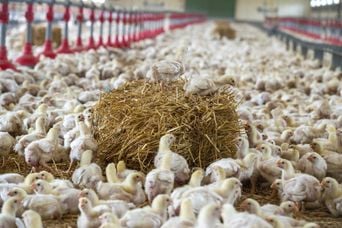 Canicule : Mortalités « exceptionnelles » dans les fermes, que faire des cadavres ?