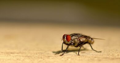 Canicule : un village espagnol ne subit pas une invasion de mouches.