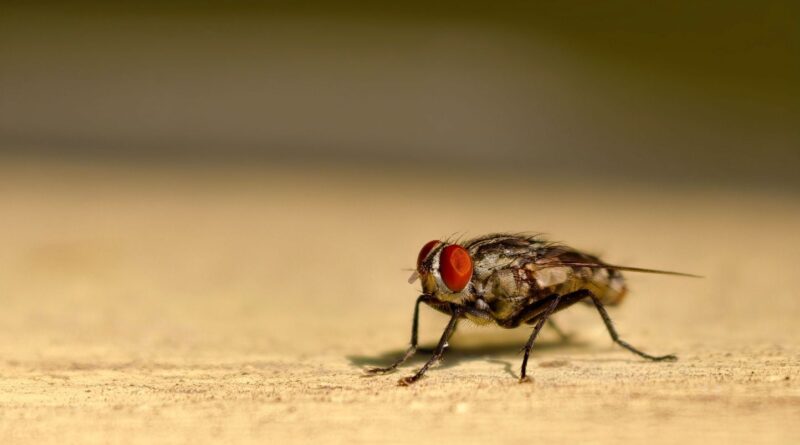 Canicule : un village espagnol ne subit pas une invasion de mouches.