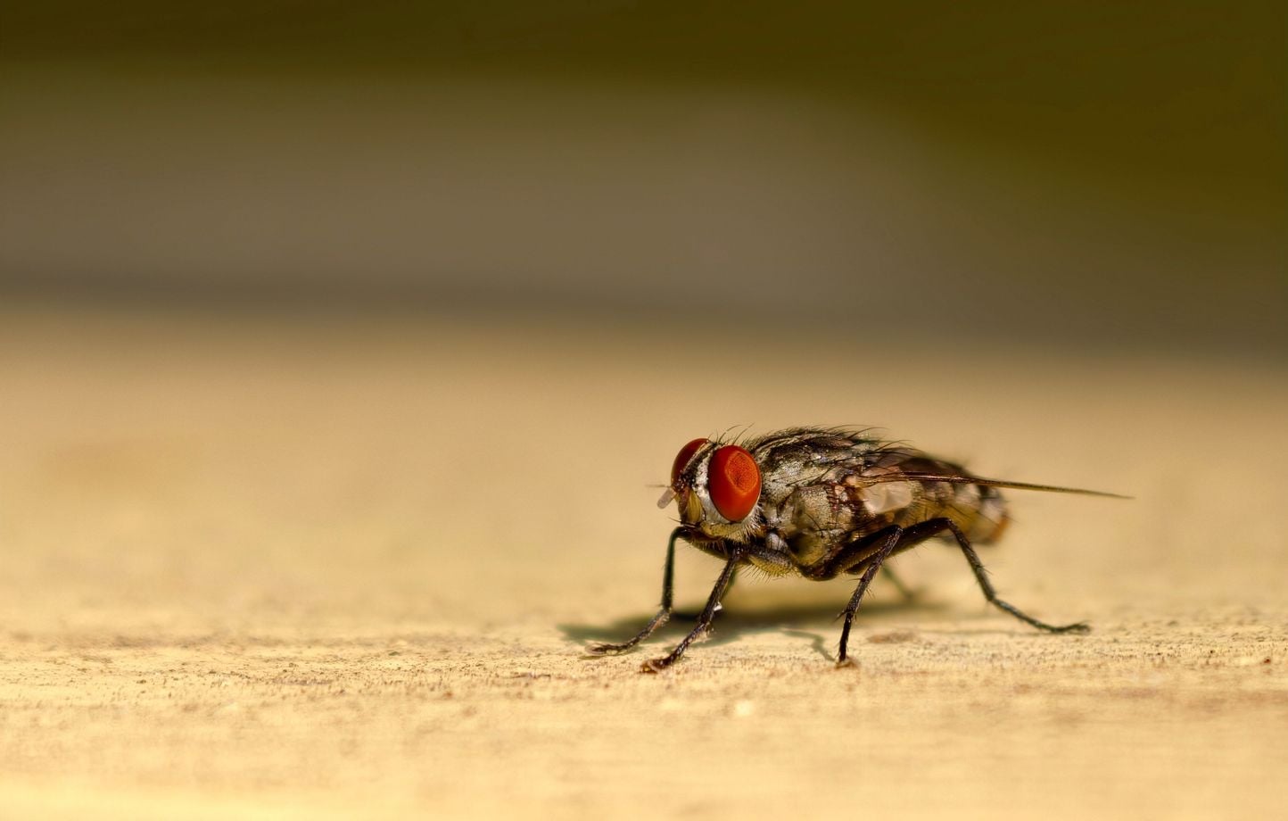 Canicule : un village espagnol ne subit pas une invasion de mouches.