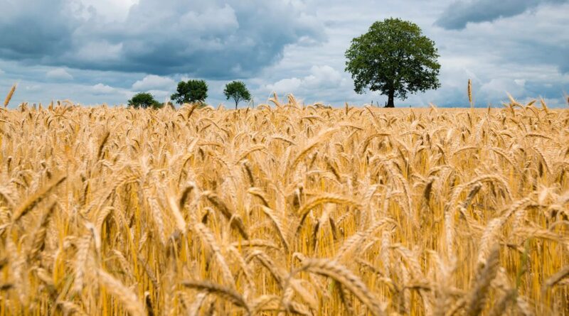 Céréales : les variétés tunisiennes « Mahmoudi » et « Chili » ne résistent pas aux maladies