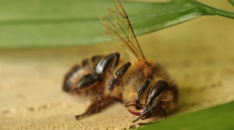 Comment se forment de nouvelles espèces animales ?