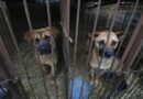 Corée du Sud : Des centaines de milliers de chiens disparaissent suite à l'interdiction du commerce de la viande.