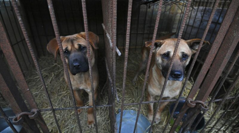 Corée du Sud : Des centaines de milliers de chiens disparaissent suite à l'interdiction du commerce de la viande.