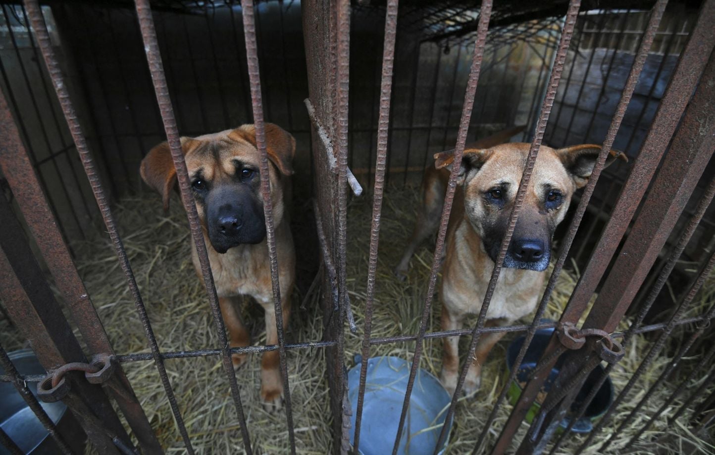 Corée du Sud : Des centaines de milliers de chiens disparaissent suite à l'interdiction du commerce de la viande.