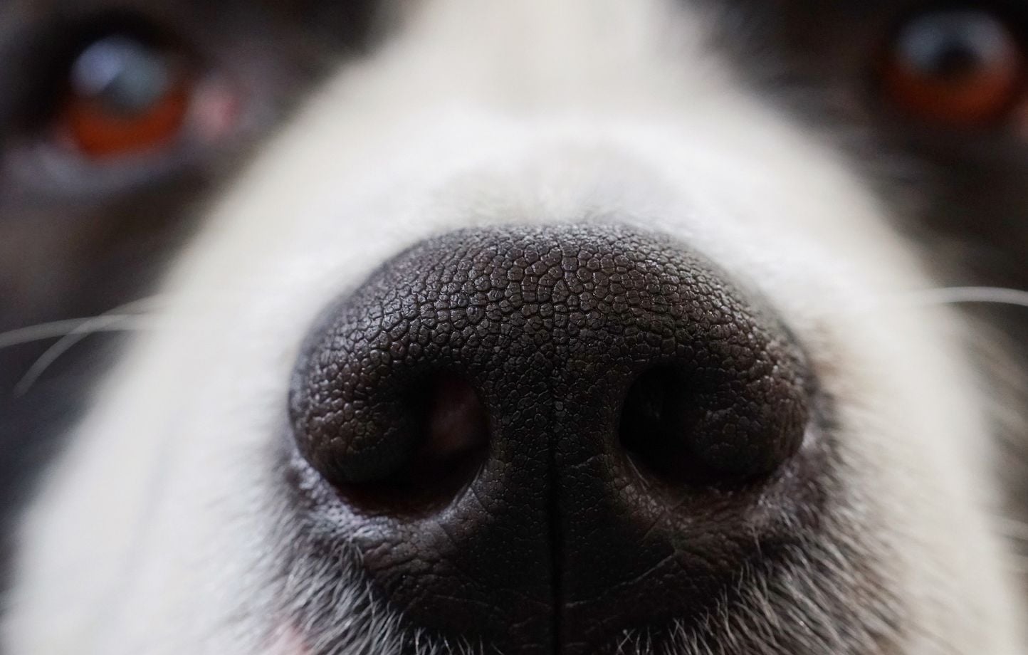 Coupe du monde 2026 : La chienne du Var fait sensation avec ses pronos