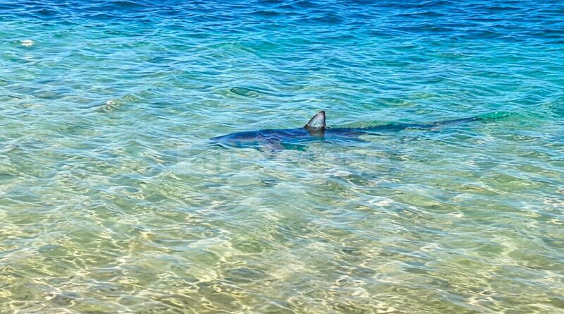 Des requins bleus observés près des côtes tunisiennes : inquiétude ?
