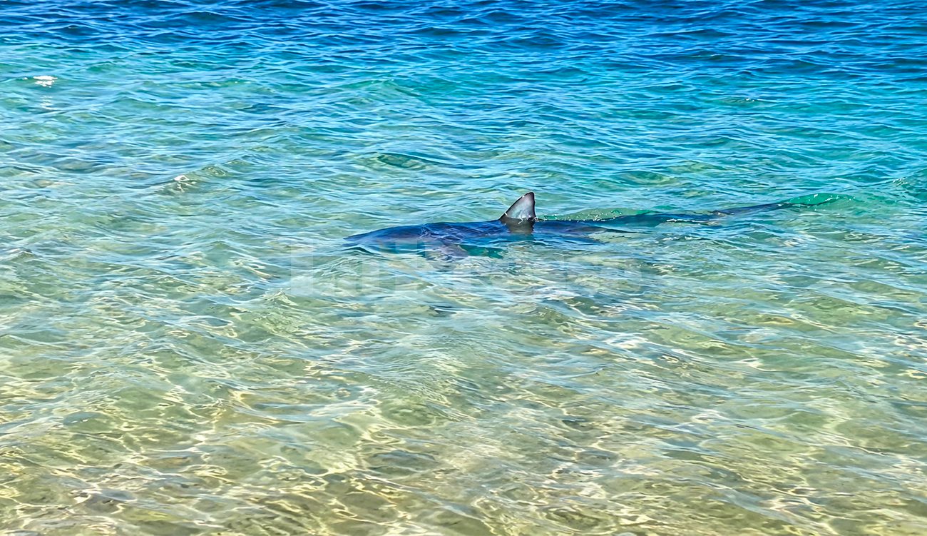 Des requins bleus observés près des côtes tunisiennes : inquiétude ?