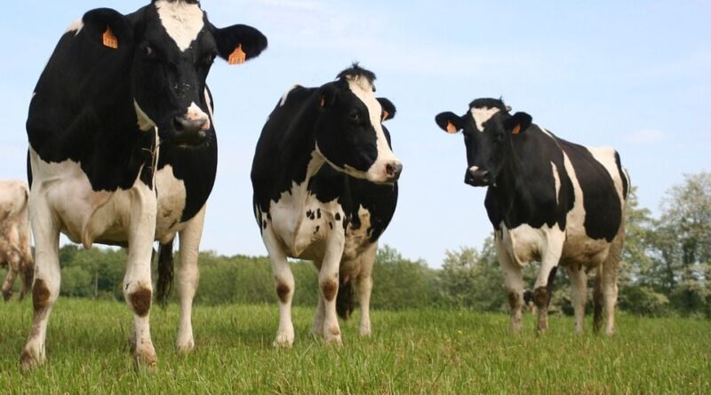 Des vaches s'enfuient et visitent un hôpital en Allemagne