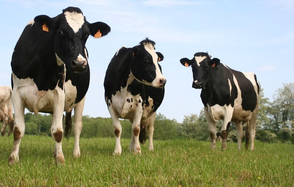 Des vaches s'enfuient et visitent un hôpital en Allemagne