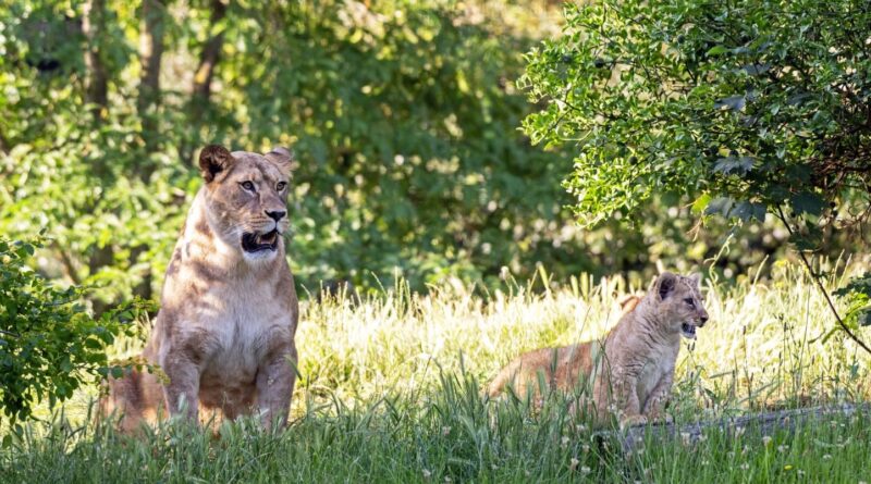 Deux lionnes présentées pour la première fois au Parc zoologique de Paris.