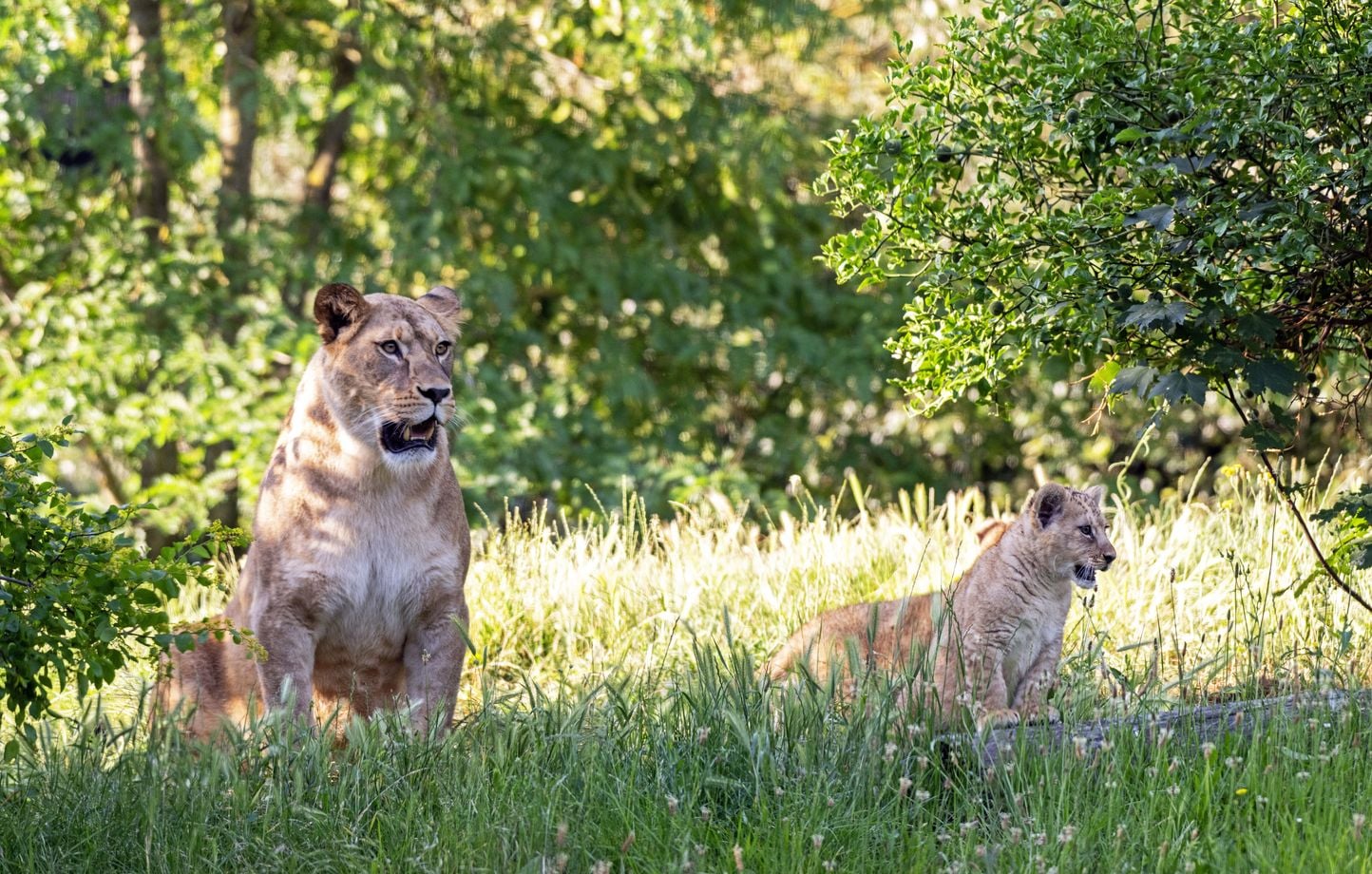Deux lionnes présentées pour la première fois au Parc zoologique de Paris.