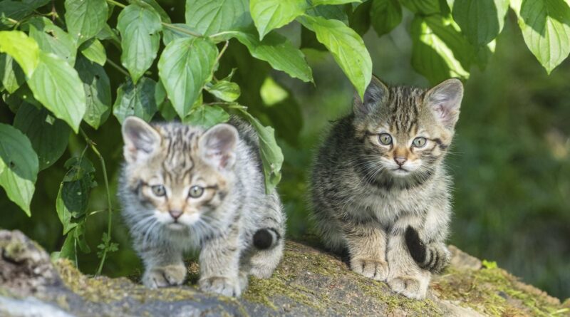 Doubs : Interpellation d'un ado de 16 ans pour torture de deux chatons en vidéo