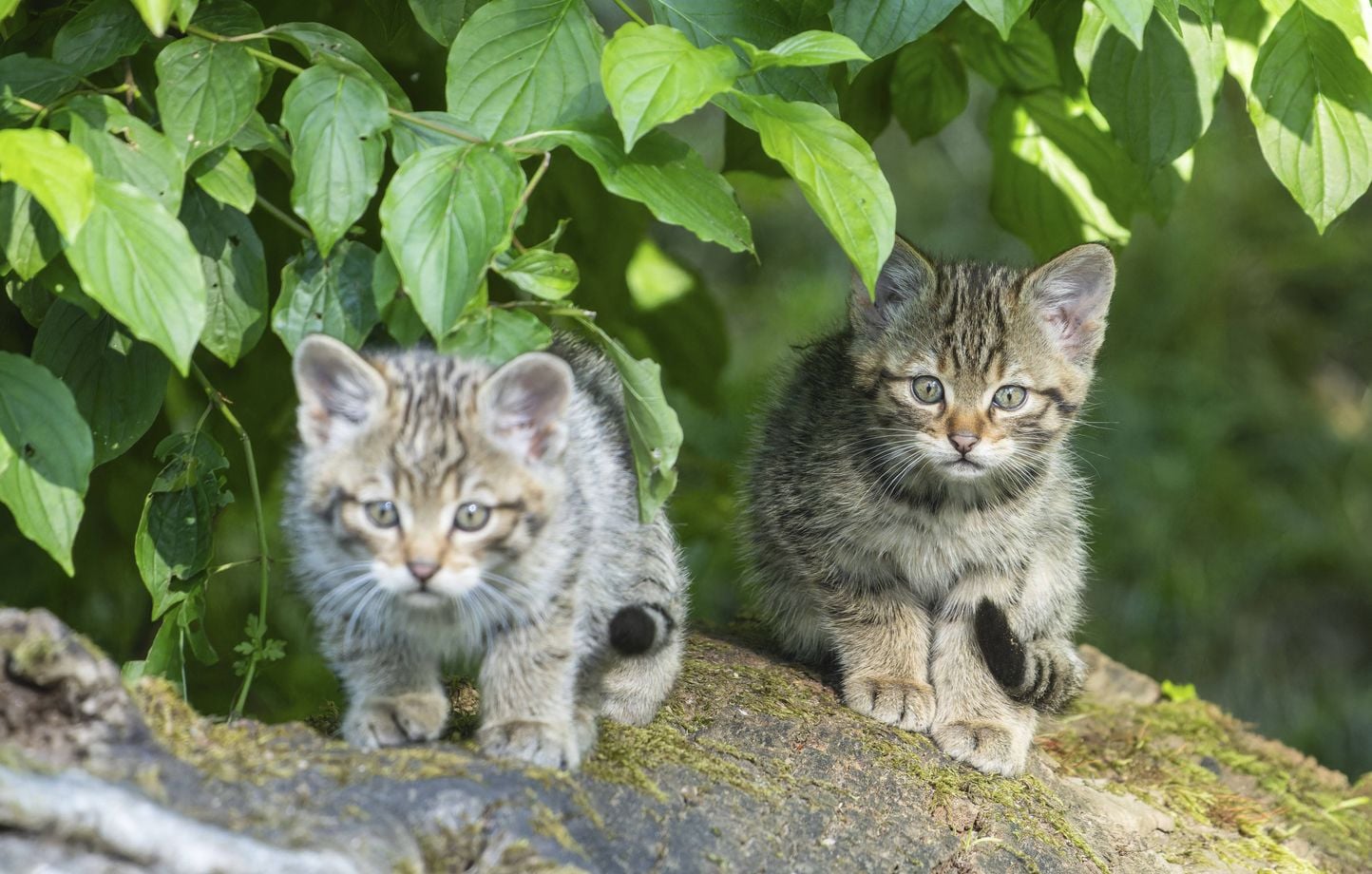 Doubs : Interpellation d'un ado de 16 ans pour torture de deux chatons en vidéo