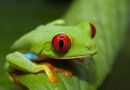 Espagne : Démantèlement d'un réseau de trafic d'animaux exotiques.