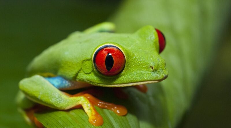 Espagne : Démantèlement d'un réseau de trafic d'animaux exotiques.