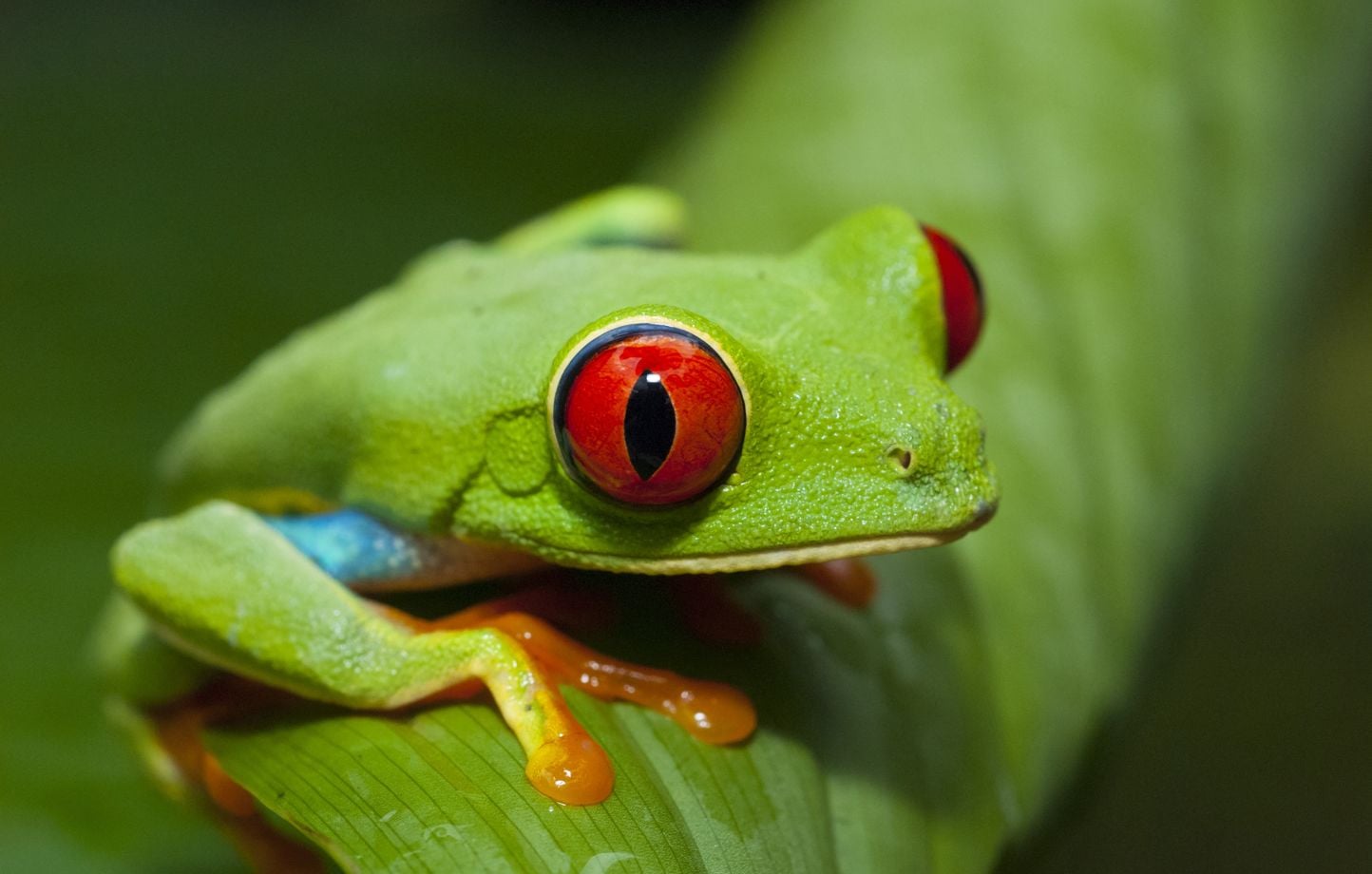 Espagne : Démantèlement d'un réseau de trafic d'animaux exotiques.
