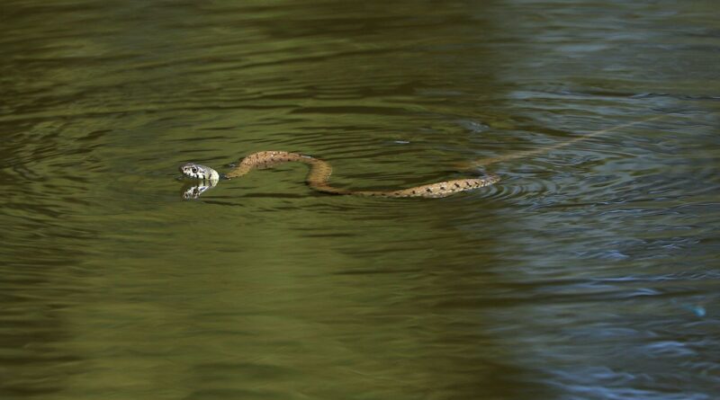 Espagne : Les serpents nageurs ne rassurent pas les touristes aux Baléares