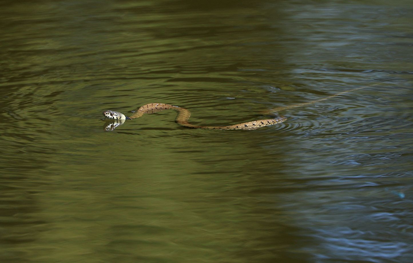 Espagne : Les serpents nageurs ne rassurent pas les touristes aux Baléares