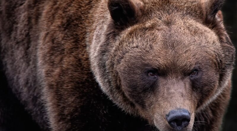 États-Unis : Un homme attaqué par un grizzly lance une cagnotte