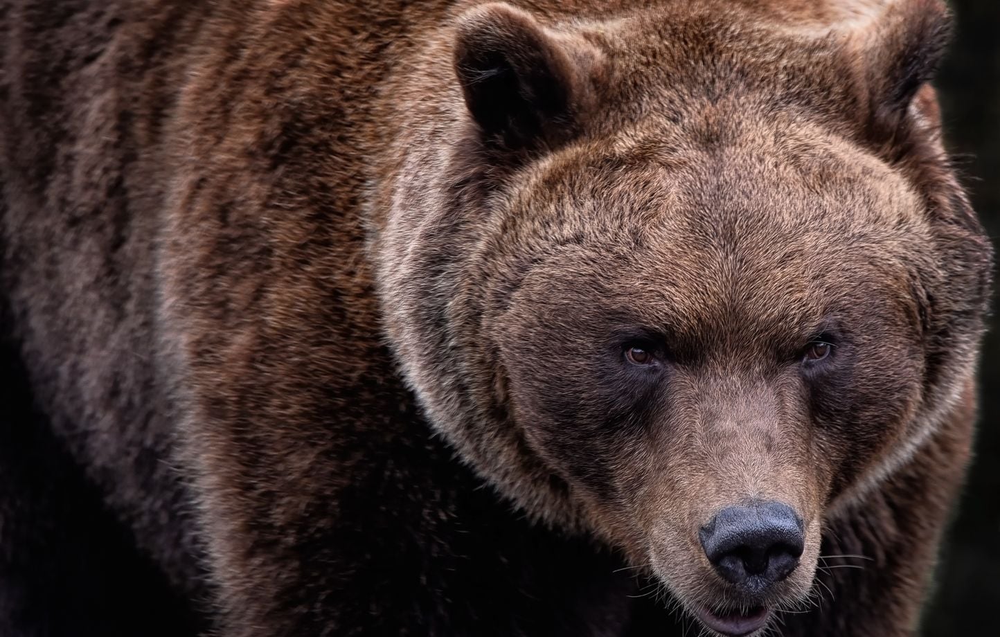 États-Unis : Un homme attaqué par un grizzly lance une cagnotte