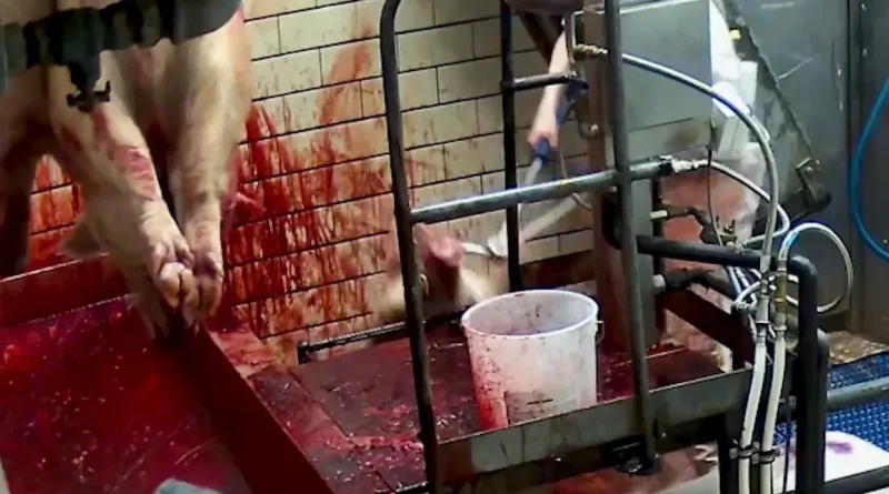 Gaia porte plainte contre l'abattoir d'Ath et demande sa fermeture.