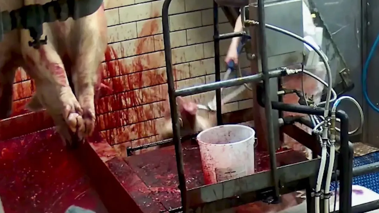 Gaia porte plainte contre l'abattoir d'Ath et demande sa fermeture.