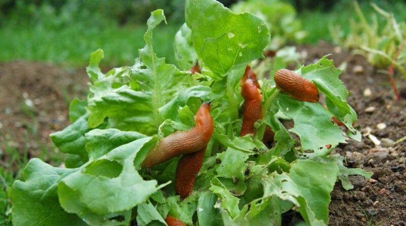 Invasion de limaces : comment protéger son jardin efficacement